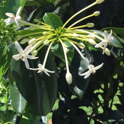 Posoqueria latifolia — flower