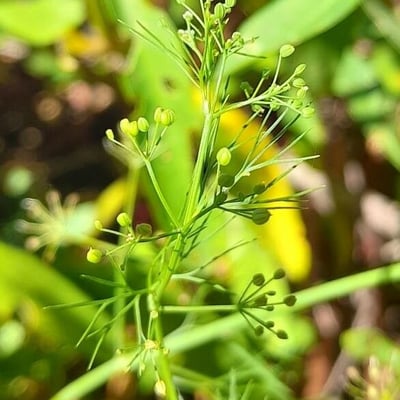 Cyclospermum leptophyllum — flower
