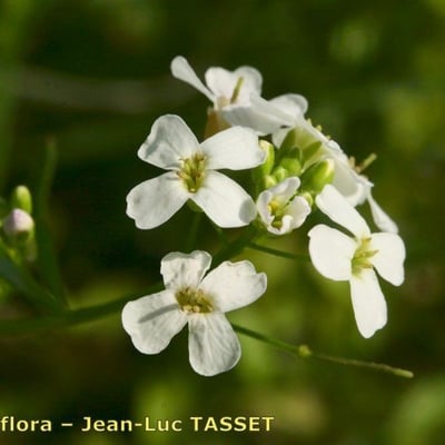 Arabidopsis halleri — flower