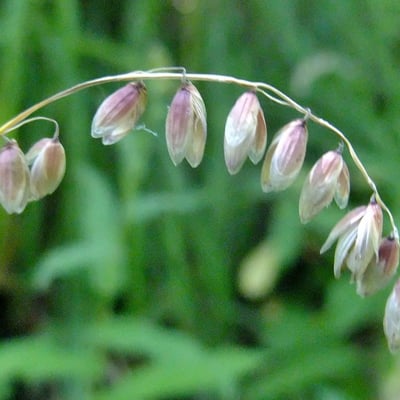 Melica nutans — flower