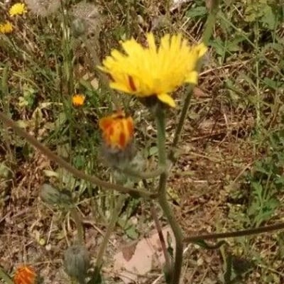 Crepis foetida — flower