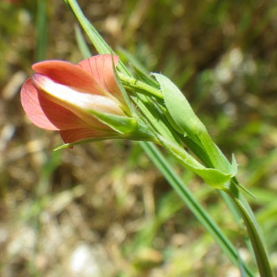 Lathyrus setifolius — flower