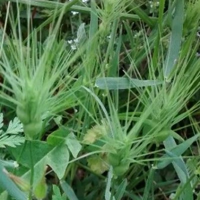 Aegilops geniculata — flower
