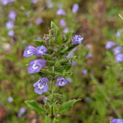 Clinopodium acinos — flower