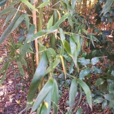 Guadua angustifolia — leaf
