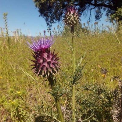Cynara humilis — flower
