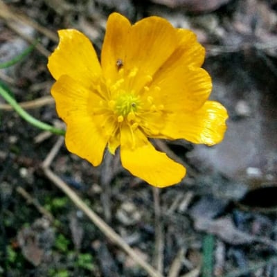 Ranunculus gramineus — flower