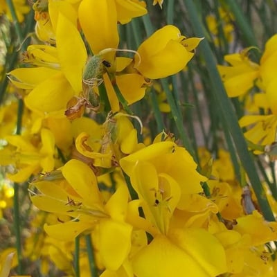 Spartium junceum — flower