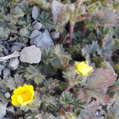 Potentilla crantzii — flower