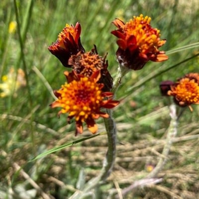Tephroseris integrifolia — flower