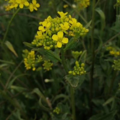 Bunias orientalis — flower