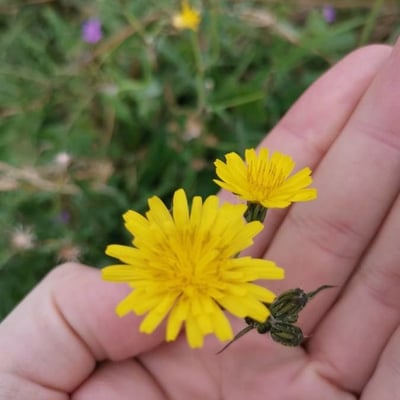Crepis tectorum — flower