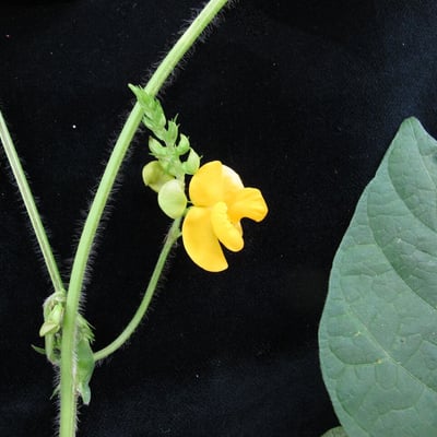 Vigna umbellata — habit