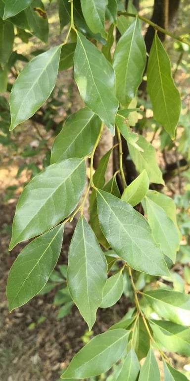 Lindera communis
