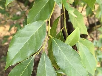 Lindera communis