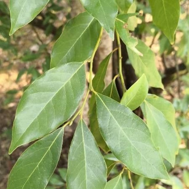Lindera communis