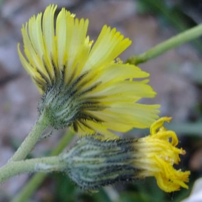 Pilosella lactucella — flower