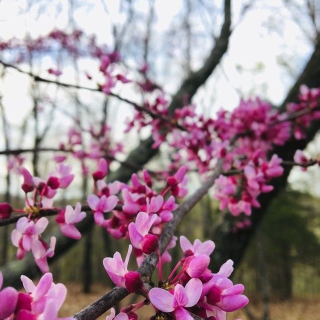 Cercis canadensis — flower