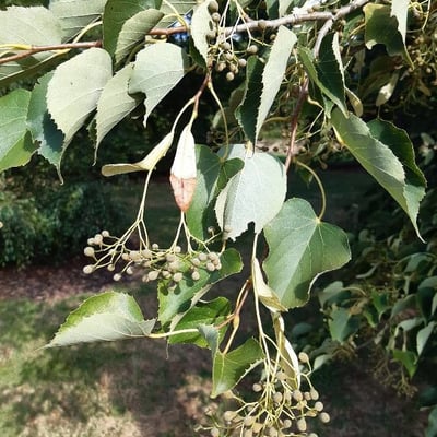 Tilia japonica — leaf