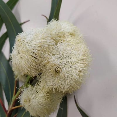 Eucalyptus microcarpa — flower