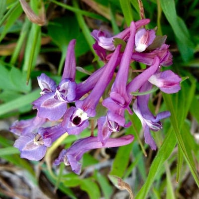 Corydalis solida — flower