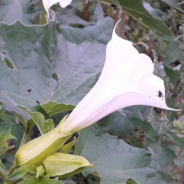 Datura stramonium — flower