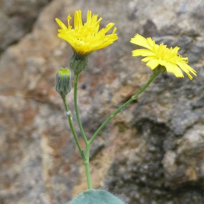 Hieracium tomentosum — flower
