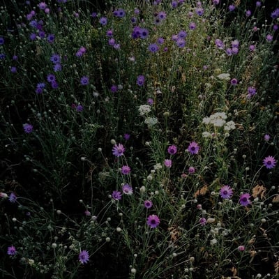 Xeranthemum annuum — flower