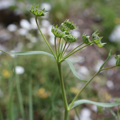 Bupleurum petraeum — flower