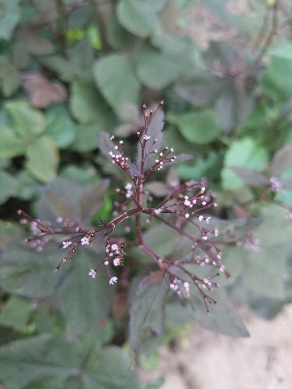 Japanese cryptotaenia