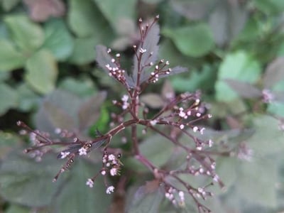 Japanese cryptotaenia