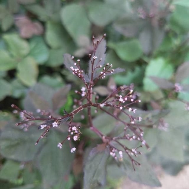 Japanese cryptotaenia