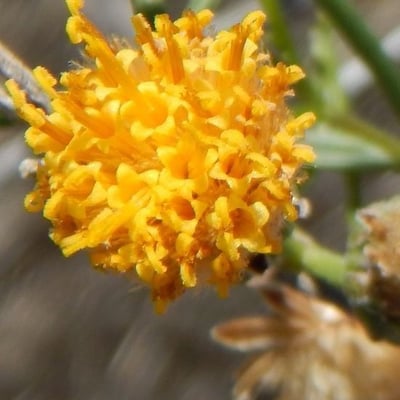 Bebbia juncea — flower