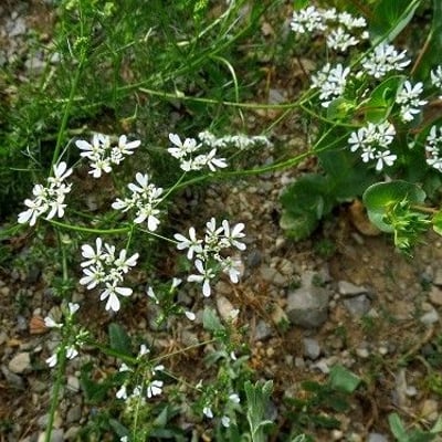 Bifora radians — flower