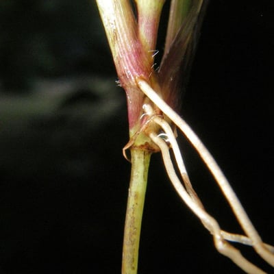 Digitaria violascens — bark