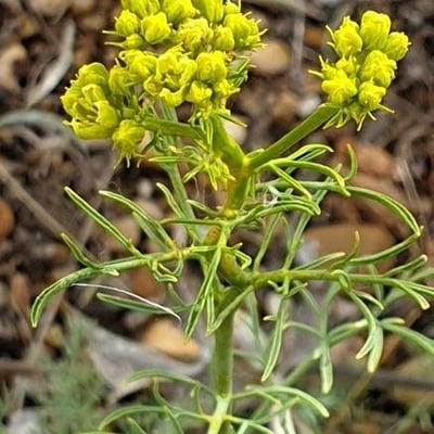 Ruta montana — flower