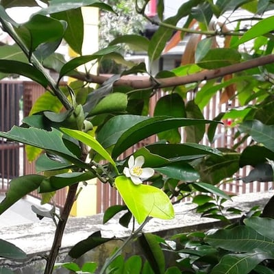 Citrus × aurantium — flower