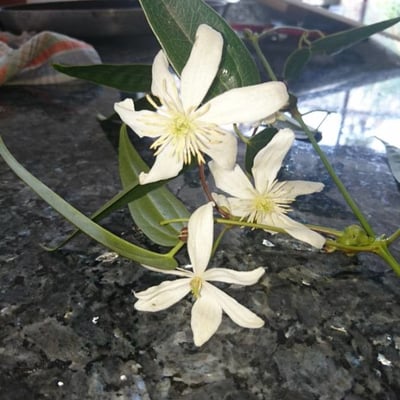 Clematis recta — flower