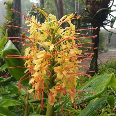 Hedychium gardnerianum — flower