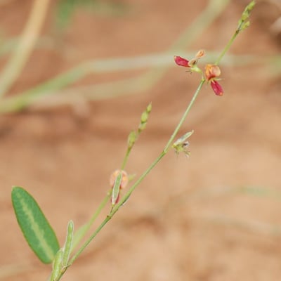 Alysicarpus ovalifolius — flower