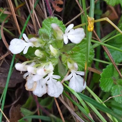 Teucrium pyrenaicum — flower