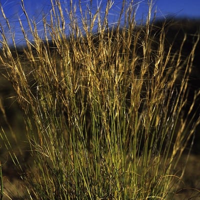 Aristida purpurea — habit