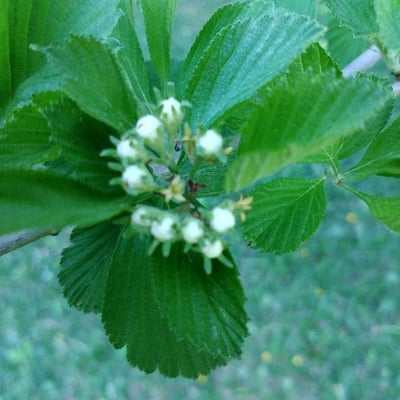 Crataegus punctata — flower