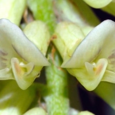 Astragalus canadensis — flower