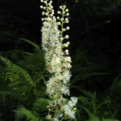 Actaea racemosa — flower