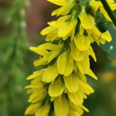 Melilotus officinalis — flower