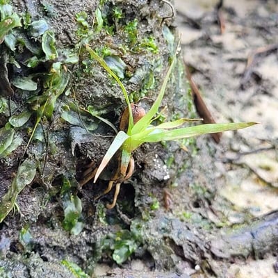 Subularia aquatica — leaf
