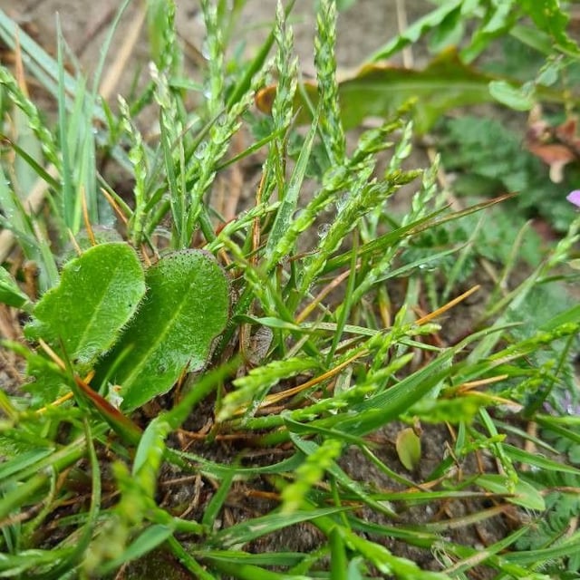 Catapodium marinum — flower