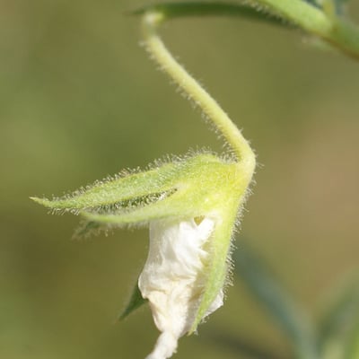 Cicer arietinum — flower