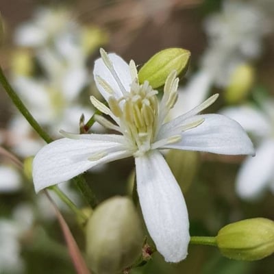Clematis flammula — flower